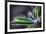 Rain Drop on a Lupine Leaf-Ursula Abresch-Framed Photographic Print