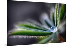 Rain Drop on a Lupine Leaf-Ursula Abresch-Mounted Photographic Print