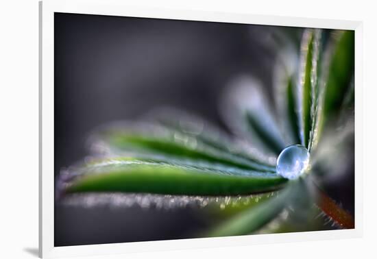 Rain Drop on a Lupine Leaf-Ursula Abresch-Framed Photographic Print