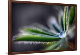 Rain Drop on a Lupine Leaf-Ursula Abresch-Framed Photographic Print