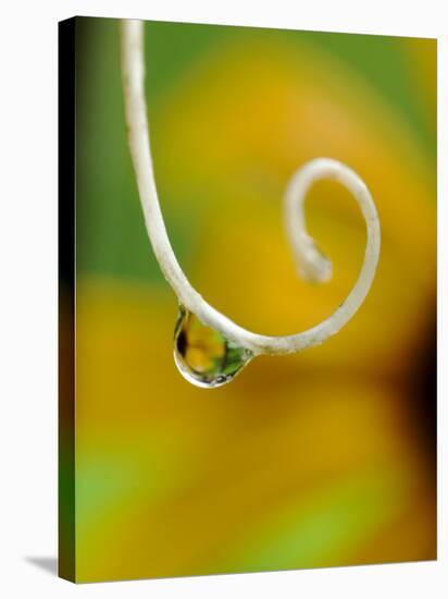 Rain Drop with Flower Reflected-Nancy Rotenberg-Stretched Canvas