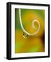 Rain Drop with Flower Reflected-Nancy Rotenberg-Framed Photographic Print