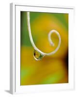 Rain Drop with Flower Reflected-Nancy Rotenberg-Framed Photographic Print