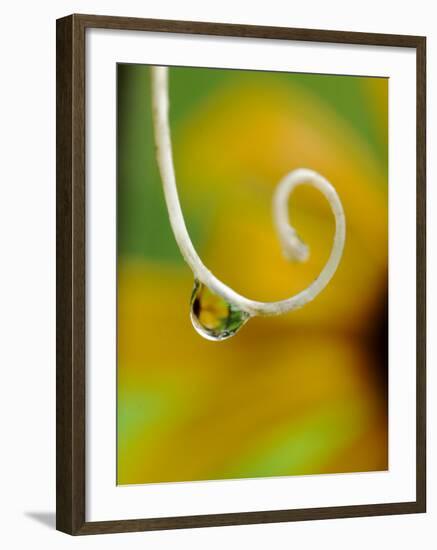 Rain Drop with Flower Reflected-Nancy Rotenberg-Framed Photographic Print