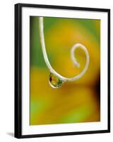 Rain Drop with Flower Reflected-Nancy Rotenberg-Framed Photographic Print