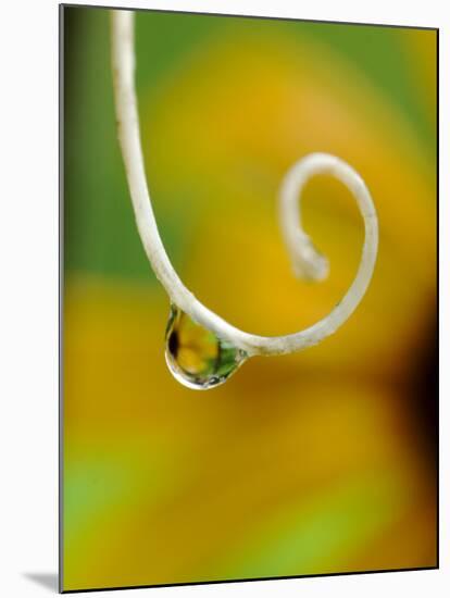 Rain Drop with Flower Reflected-Nancy Rotenberg-Mounted Photographic Print