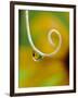 Rain Drop with Flower Reflected-Nancy Rotenberg-Framed Photographic Print