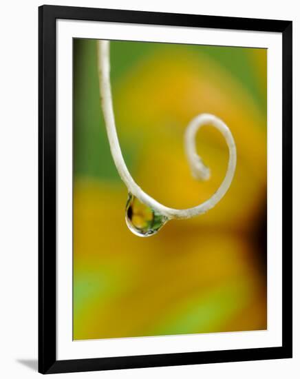 Rain Drop with Flower Reflected-Nancy Rotenberg-Framed Photographic Print