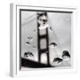 Rain Drops are Shown on a Car Windshield with the Golden Gate Bridge in Background-null-Framed Photographic Print