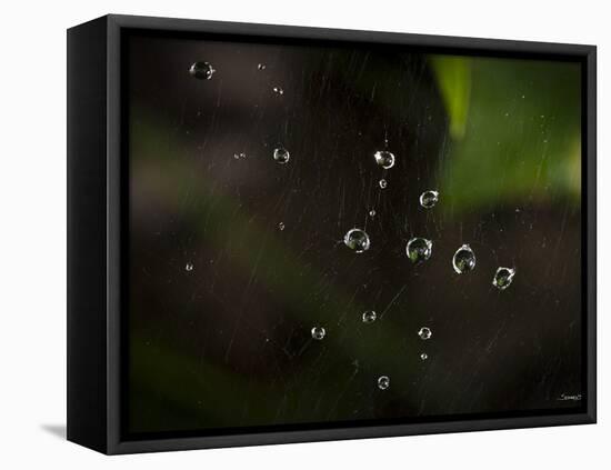 Rain Drops in a Spider Web-Gordon Semmens-Framed Stretched Canvas