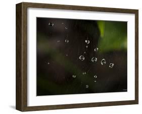 Rain Drops in a Spider Web-Gordon Semmens-Framed Photographic Print