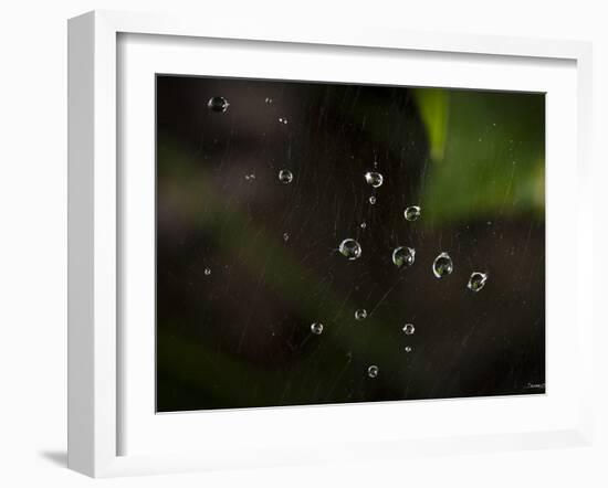 Rain Drops in a Spider Web-Gordon Semmens-Framed Photographic Print