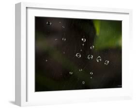 Rain Drops in a Spider Web-Gordon Semmens-Framed Photographic Print