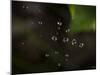 Rain Drops in a Spider Web-Gordon Semmens-Mounted Photographic Print