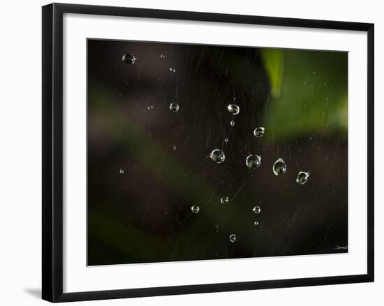 Rain Drops in a Spider Web-Gordon Semmens-Framed Photographic Print