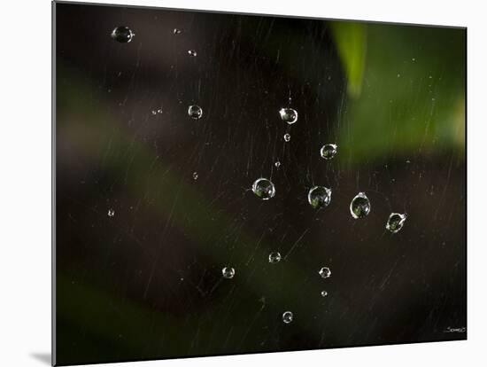 Rain Drops in a Spider Web-Gordon Semmens-Mounted Photographic Print