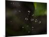 Rain Drops in a Spider Web-Gordon Semmens-Mounted Photographic Print