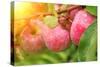 Rain Drops on Ripe Apples-frenta-Stretched Canvas