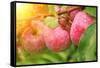 Rain Drops on Ripe Apples-frenta-Framed Stretched Canvas