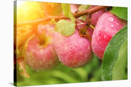 Rain Drops on Ripe Apples-frenta-Stretched Canvas