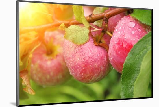 Rain Drops on Ripe Apples-frenta-Mounted Photographic Print