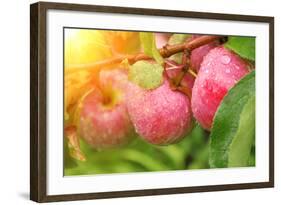 Rain Drops on Ripe Apples-frenta-Framed Photographic Print