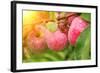 Rain Drops on Ripe Apples-frenta-Framed Photographic Print