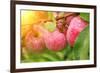 Rain Drops on Ripe Apples-frenta-Framed Photographic Print