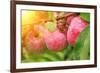 Rain Drops on Ripe Apples-frenta-Framed Photographic Print