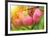 Rain Drops on Ripe Apples-frenta-Framed Photographic Print