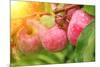 Rain Drops on Ripe Apples-frenta-Mounted Photographic Print