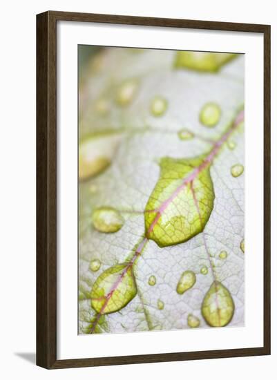 Rain Drops on Rose Leaf-null-Framed Photographic Print