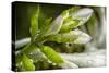 Rain Drops on Trumpet Shaped Flowers of Hosta Plant Prior to Opening-Rona Schwarz-Stretched Canvas