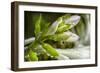 Rain Drops on Trumpet Shaped Flowers of Hosta Plant Prior to Opening-Rona Schwarz-Framed Photographic Print