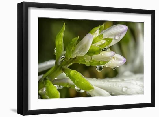 Rain Drops on Trumpet Shaped Flowers of Hosta Plant Prior to Opening-Rona Schwarz-Framed Photographic Print