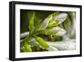 Rain Drops on Trumpet Shaped Flowers of Hosta Plant Prior to Opening-Rona Schwarz-Framed Photographic Print