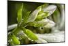 Rain Drops on Trumpet Shaped Flowers of Hosta Plant Prior to Opening-Rona Schwarz-Mounted Photographic Print