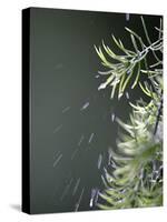 Rain drops Pelt a Branch, Tyler, Texas-Dr. Scott M. Lieberman-Stretched Canvas