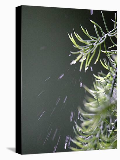 Rain drops Pelt a Branch, Tyler, Texas-Dr. Scott M. Lieberman-Stretched Canvas