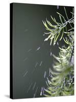 Rain drops Pelt a Branch, Tyler, Texas-Dr. Scott M. Lieberman-Stretched Canvas