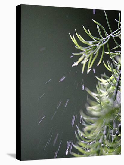 Rain drops Pelt a Branch, Tyler, Texas-Dr. Scott M. Lieberman-Stretched Canvas