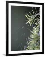 Rain drops Pelt a Branch, Tyler, Texas-Dr. Scott M. Lieberman-Framed Premium Photographic Print