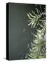 Rain drops Pelt a Branch, Tyler, Texas-Dr. Scott M. Lieberman-Stretched Canvas