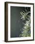 Rain drops Pelt a Branch, Tyler, Texas-Dr. Scott M. Lieberman-Framed Photographic Print