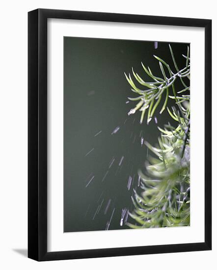 Rain drops Pelt a Branch, Tyler, Texas-Dr. Scott M. Lieberman-Framed Photographic Print