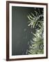 Rain drops Pelt a Branch, Tyler, Texas-Dr. Scott M. Lieberman-Framed Photographic Print