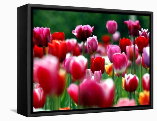 Rain Drops Twinkle on Blooming Tulips on a Field near Freiburg, Germany-Winfried Rothermel-Framed Stretched Canvas