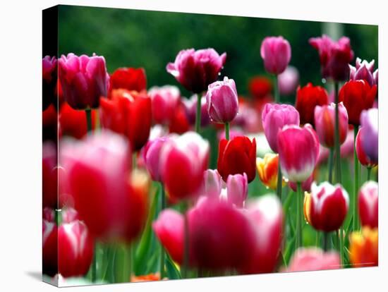 Rain Drops Twinkle on Blooming Tulips on a Field near Freiburg, Germany-Winfried Rothermel-Stretched Canvas