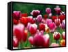 Rain Drops Twinkle on Blooming Tulips on a Field near Freiburg, Germany-Winfried Rothermel-Framed Stretched Canvas