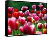 Rain Drops Twinkle on Blooming Tulips on a Field near Freiburg, Germany-Winfried Rothermel-Framed Stretched Canvas